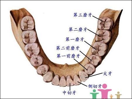 漳州智齒疼痛怎么辦